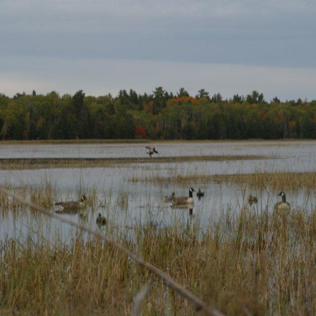 Duck Hunts with Goose Hunting, Waterfowl & Grouse Hunting Ontario CA