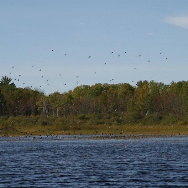 ontario hunting, camp narrows lodge, rainy lake