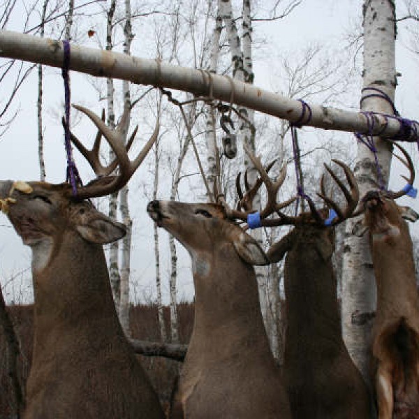 ontario hunting, camp narrows lodge, rainy lake