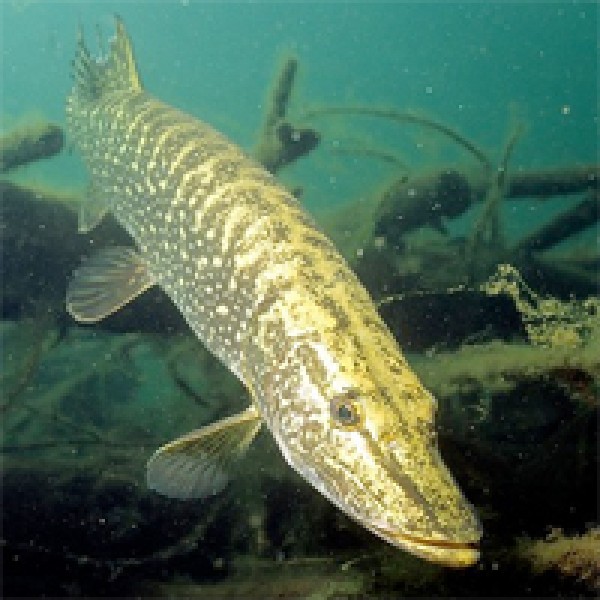 ontario hunting, camp narrows lodge, rainy lake